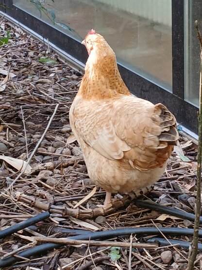 Fleur, die wir frisch aus der Pfalz bekommen haben. 1000080949
